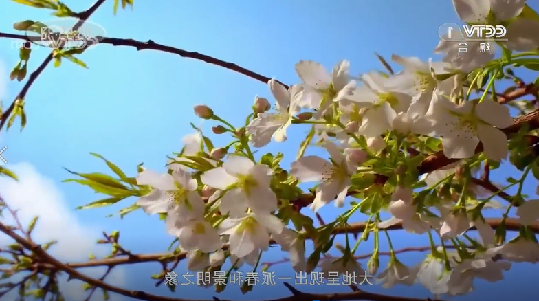 倡导文明祭祖弘扬缅怀新风.png